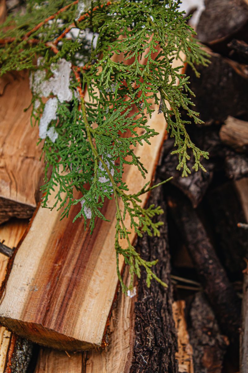 Softwoods Like Pine And Cedar Are Their Preferred Targets