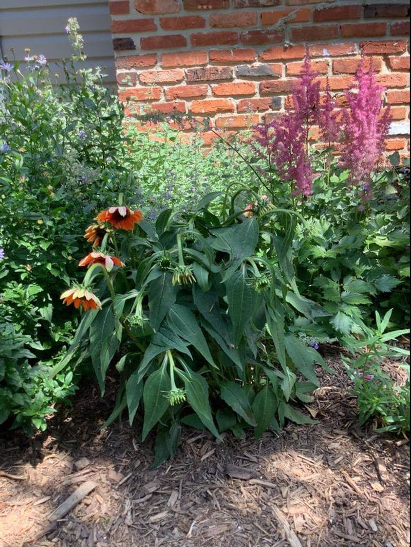 Soggy Clay Corners Produce Root Problems Soggy Clay Corners Produce Root Problems