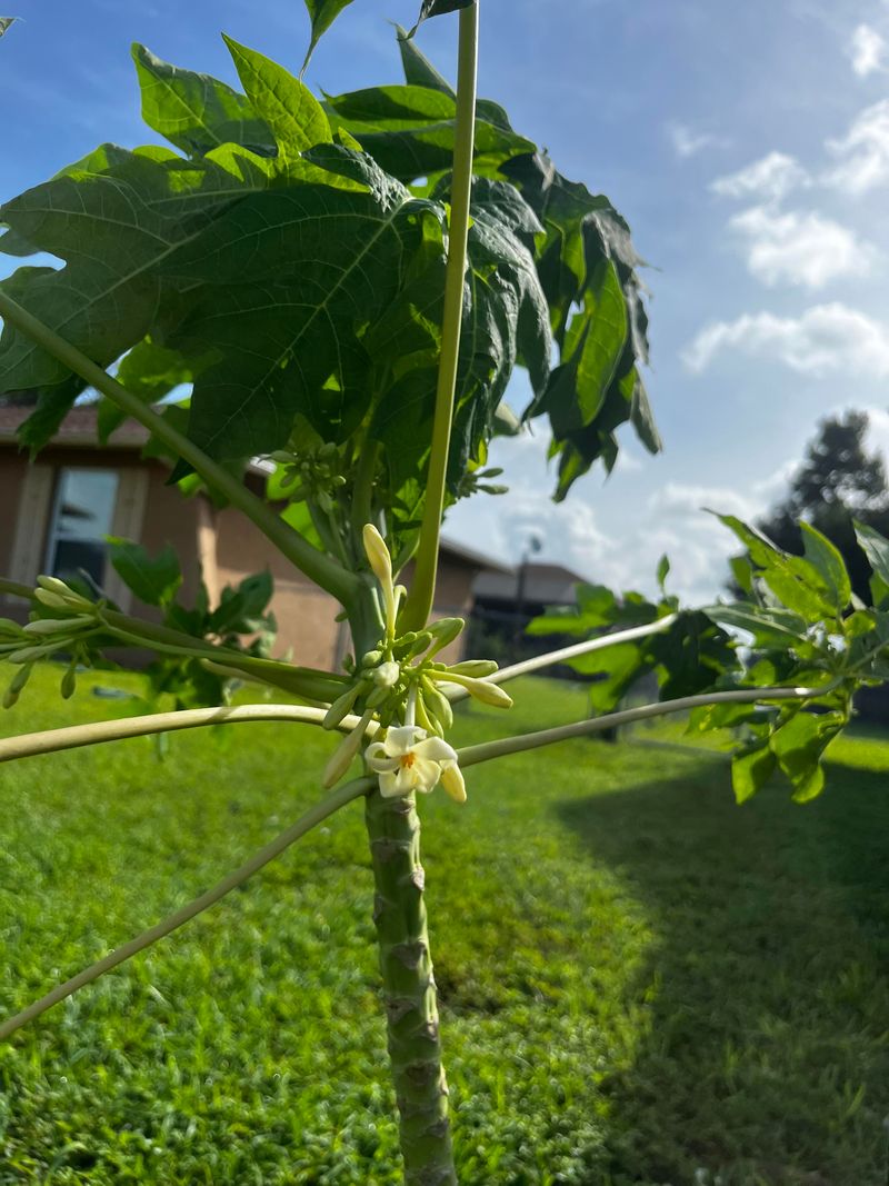 Soggy Roots Are The Reason Most Florida Papayas Fail