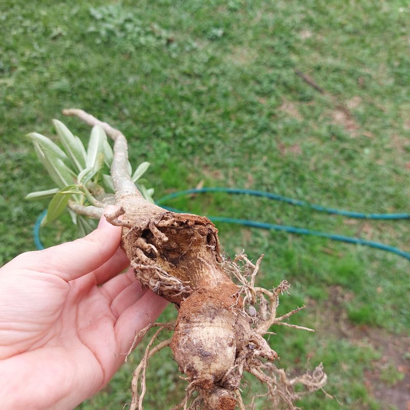Soggy Soil Can Rot Desert Rose Roots Soggy Soil Can Rot Desert Rose Roots