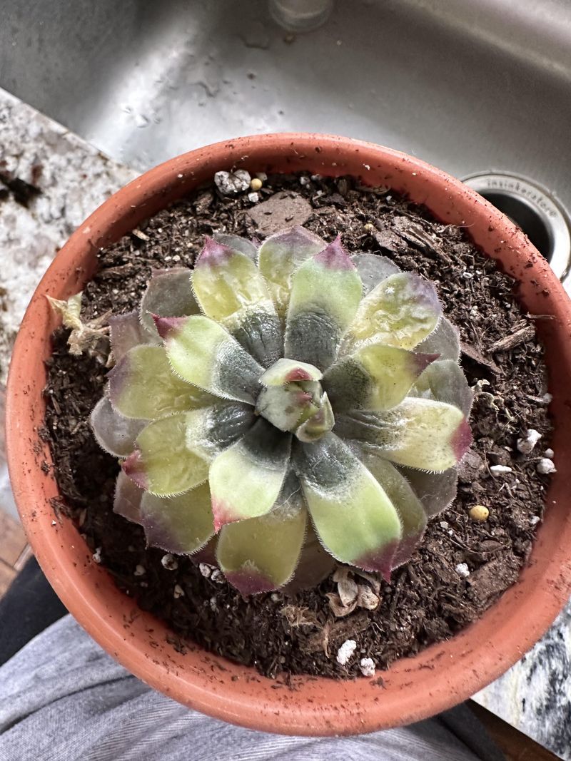 Soggy Soil Can Stress Desert Succulents Soggy Soil Can Stress Desert Succulents