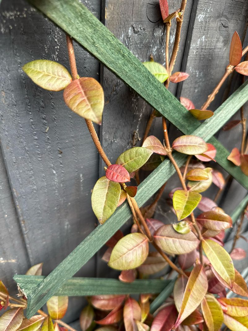Soggy Soil Can Yellow Leaves Too