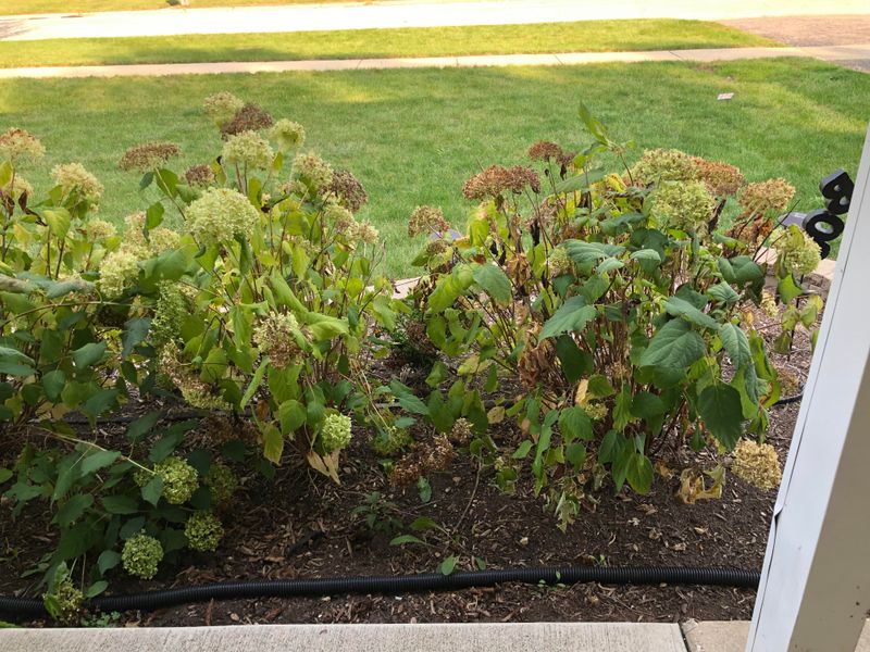 Soggy Soil Turns Stress Into Root Trouble