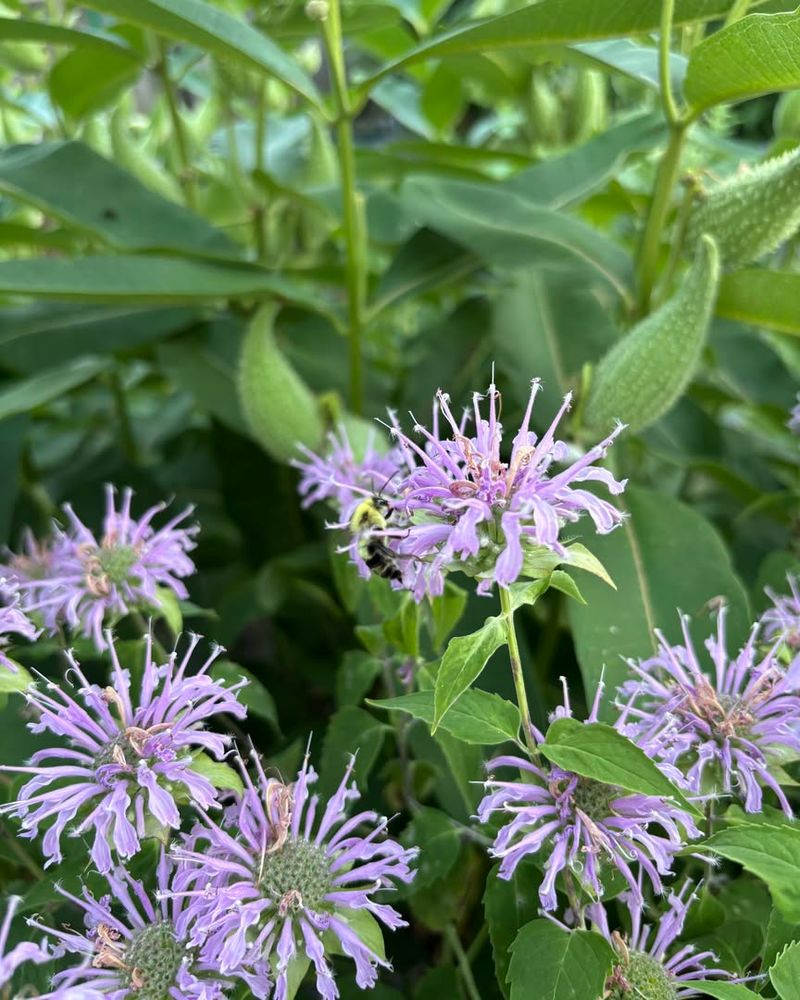 Soil Adaptation Is Easier With Natives