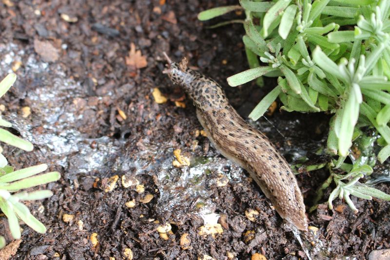 Soil Aeration And Garden Clean-Up