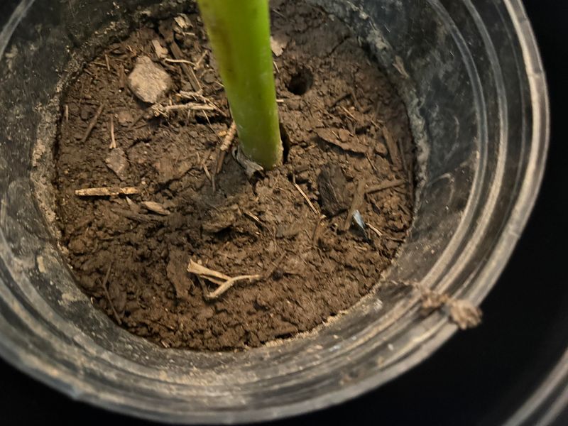 Soil Drainage Is The Make-Or-Break Factor