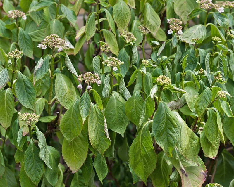 Soil Dries Faster Than The Plant Can Recover Soil Dries Faster Than The Plant Can Recover