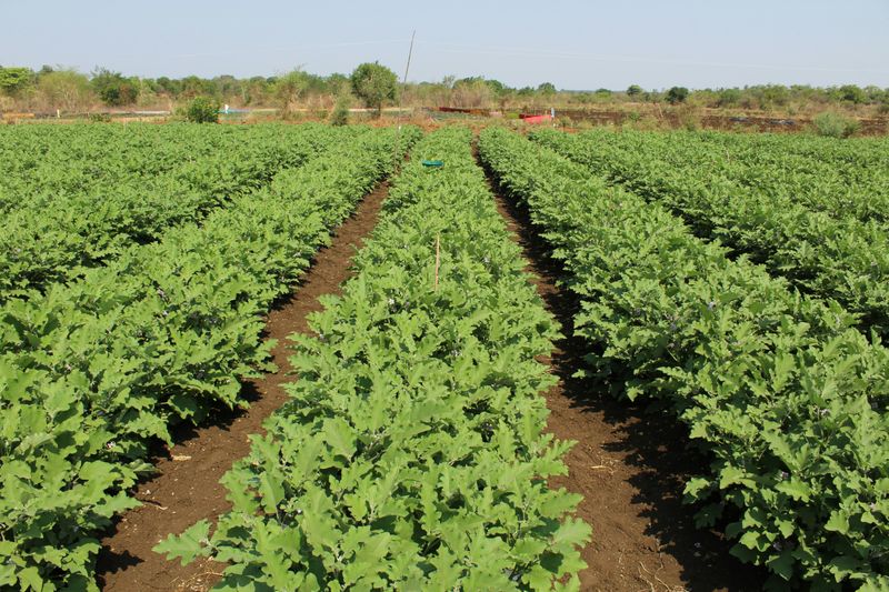 Soil Nutrient Depletion Accelerated By Heat Soil Nutrient Depletion Accelerated By Heat