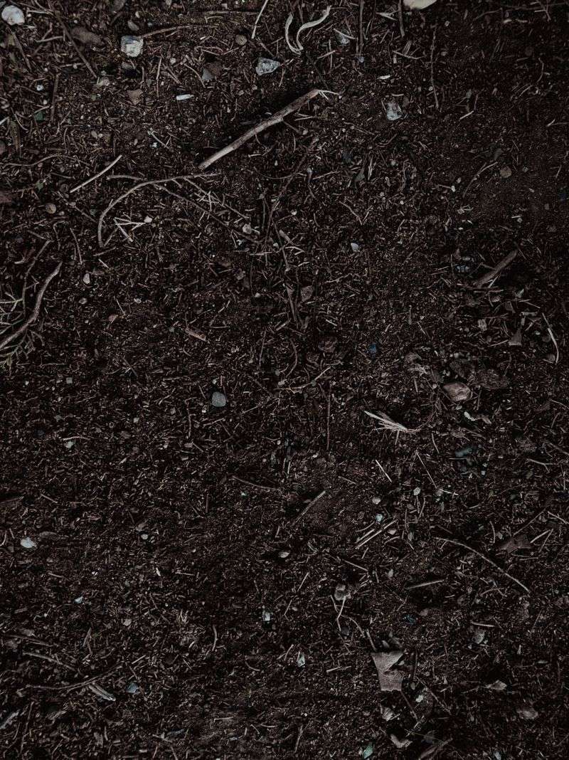 Soil Taken Straight From The Woods