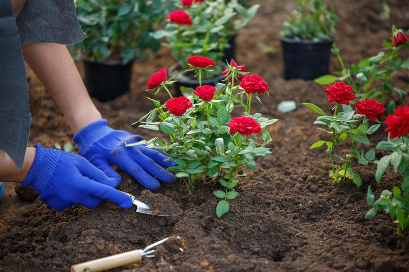 Soil Testing Keeps July Feeding Sensible