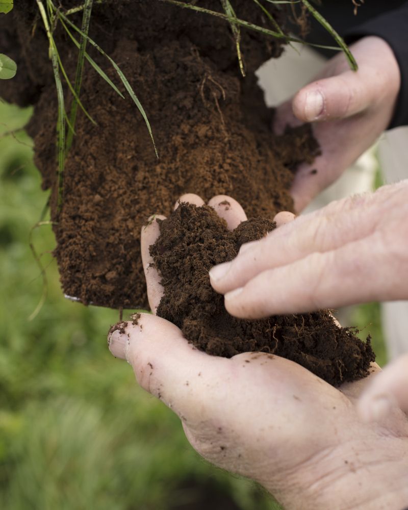 Soil Testing Prevents Expensive Guessing