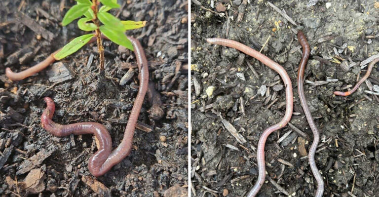 Soil That Looks Like Coffee Grounds Is A Common Sign Of Jumping Worms In Missouri