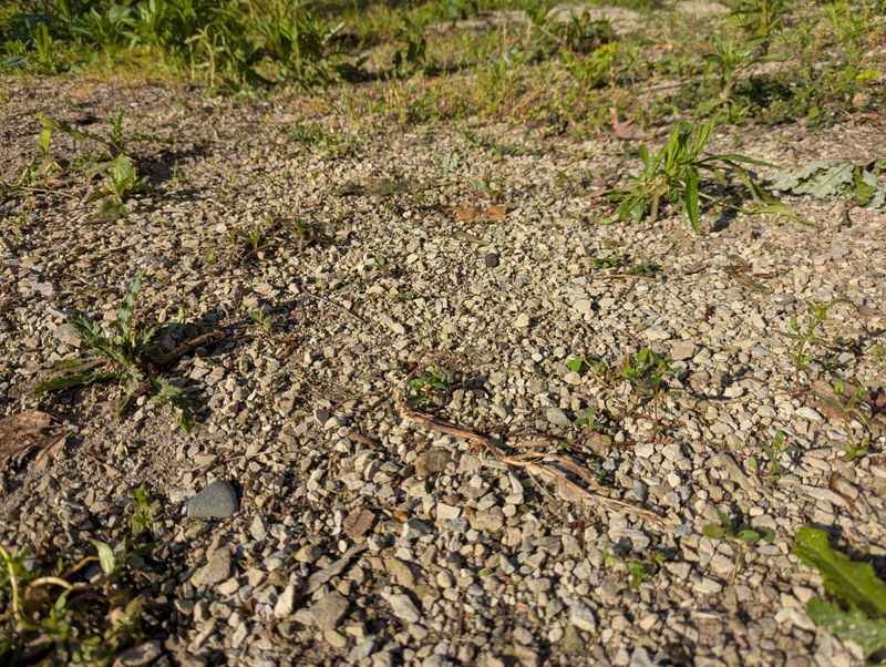 Soil Under Turf Loses Natural Cooling Power Soil Under Turf Loses Natural Cooling Power