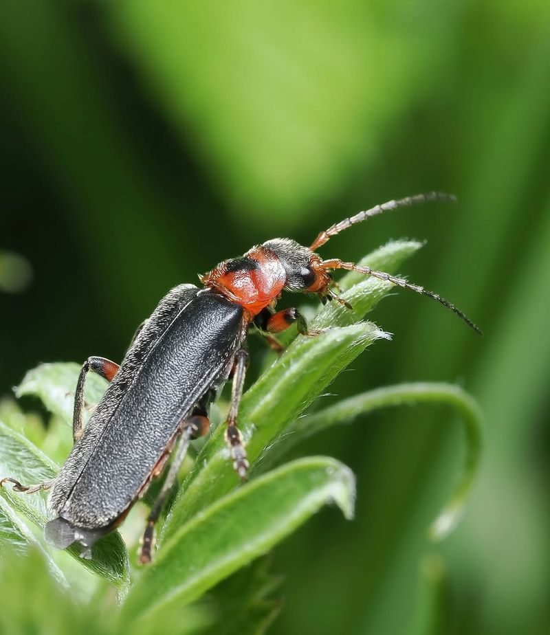 Soldier Beetles