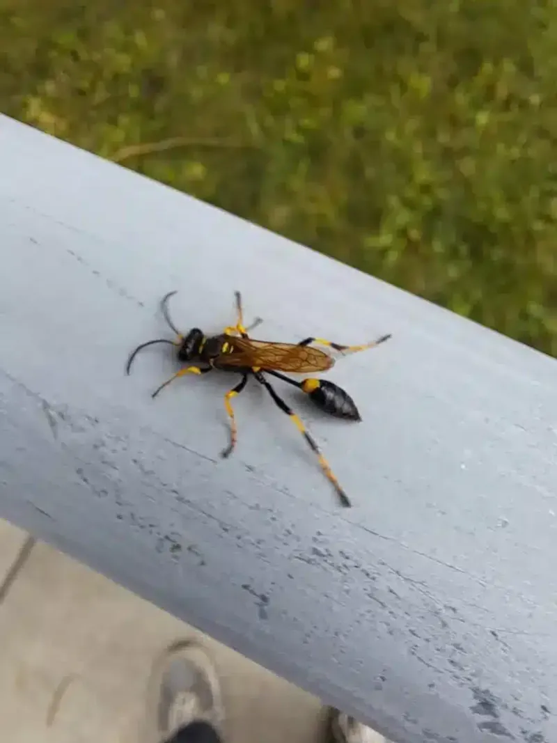 Solitary Wasps Do Not Guard Big Colonies