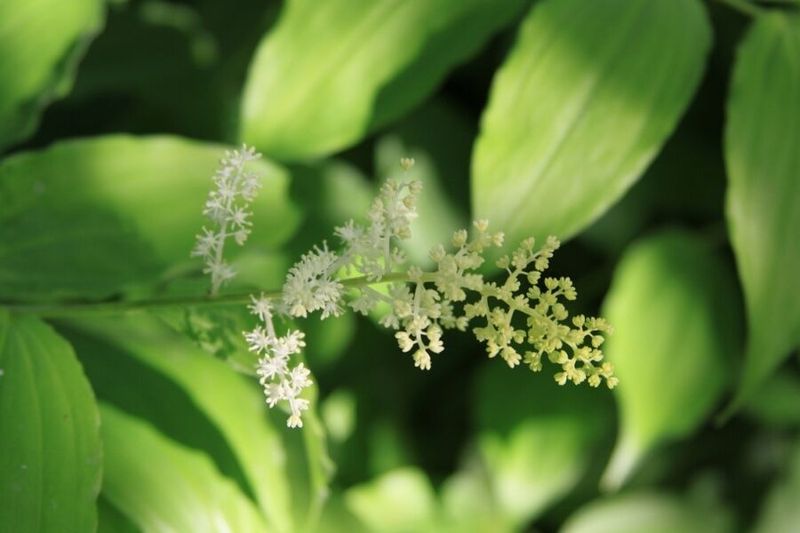 Solomon's Plume (Maianthemum Racemosum)