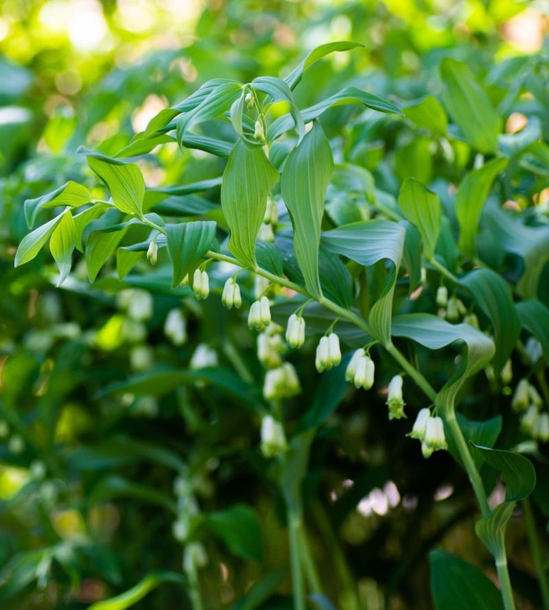 Solomon's Seal Solomon's Seal