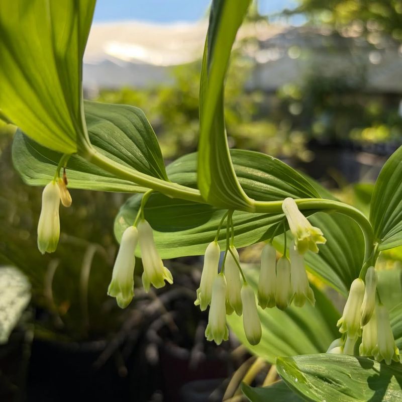 Solomon's Seal Solomon's Seal