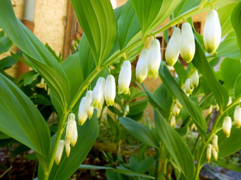 Solomon's Seal 