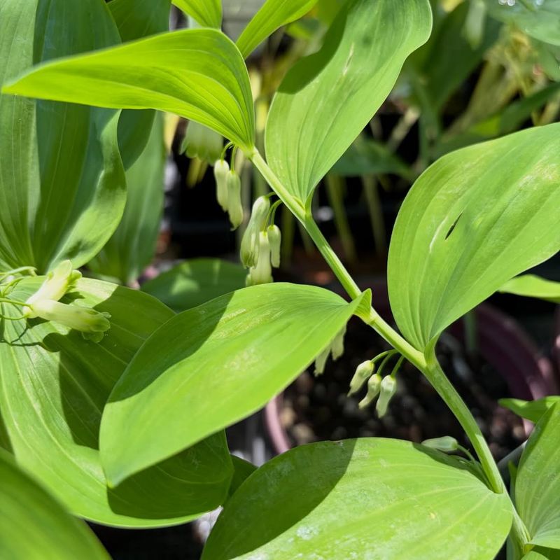 Solomon's Seal 