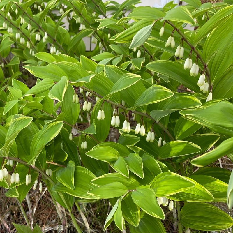 Solomon's Seal Adapts Well To Mature Tree Shade Solomon's Seal Adapts Well To Mature Tree Shade