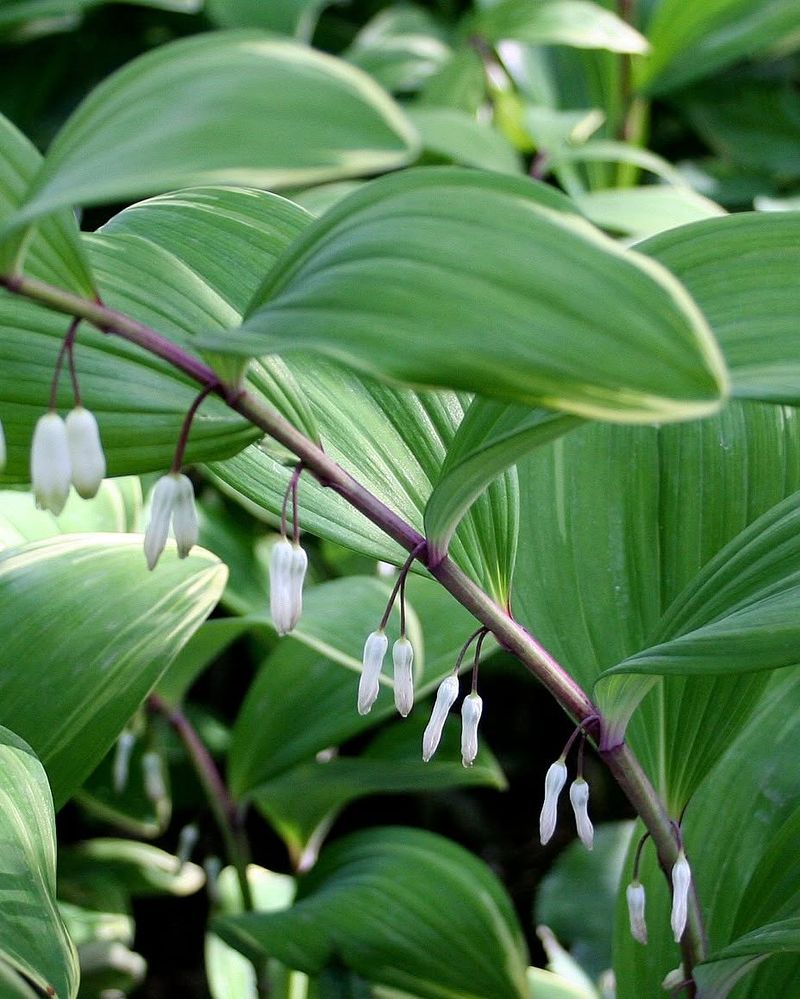 Solomon's Seal Gives Shade Gardens Arching Structure