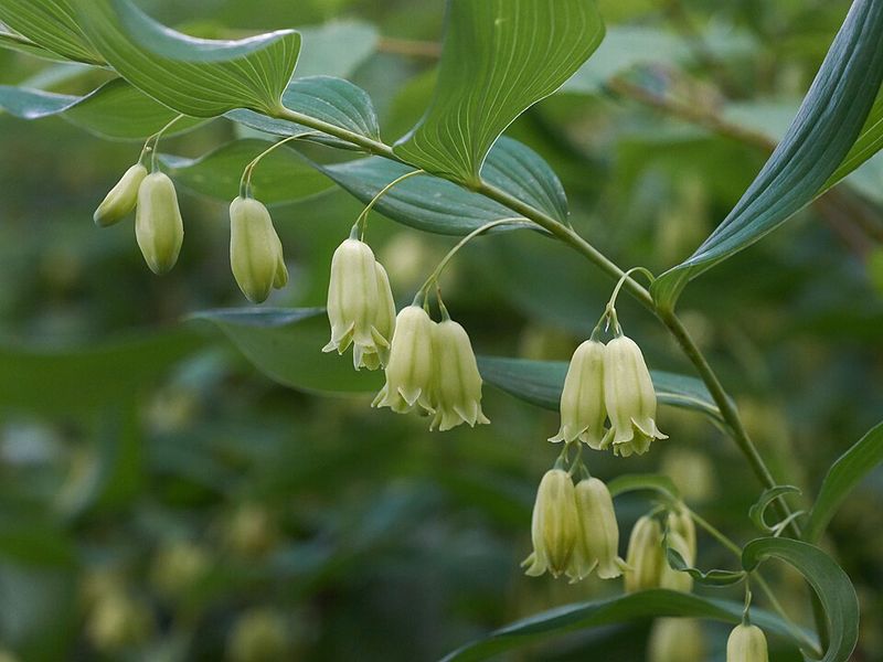 Solomon's Seal Gives Shady Beds Graceful Green Arches