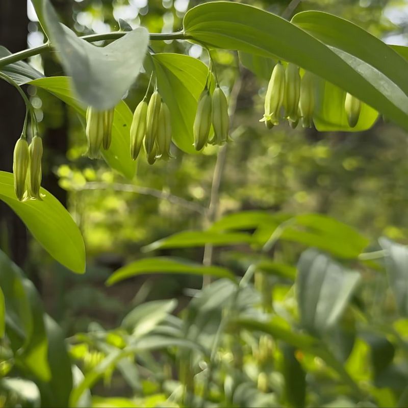 Solomon's Seal (Polygonatum Biflorum)