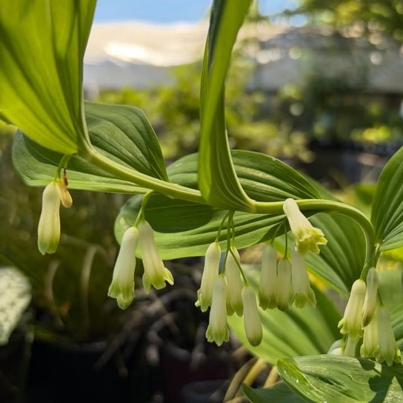 Solomon's Seal (Polygonatum Biflorum)
