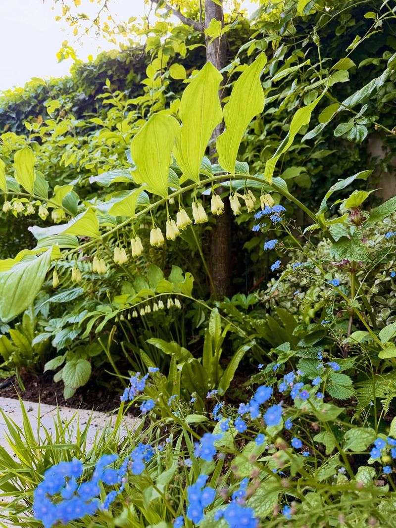 Solomon's Seal Thrives Beneath Established Trees Solomon's Seal Thrives Beneath Established Trees