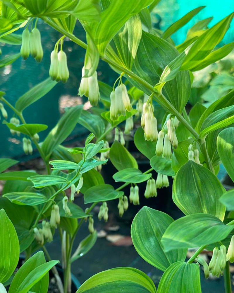 Solomon's Seal 