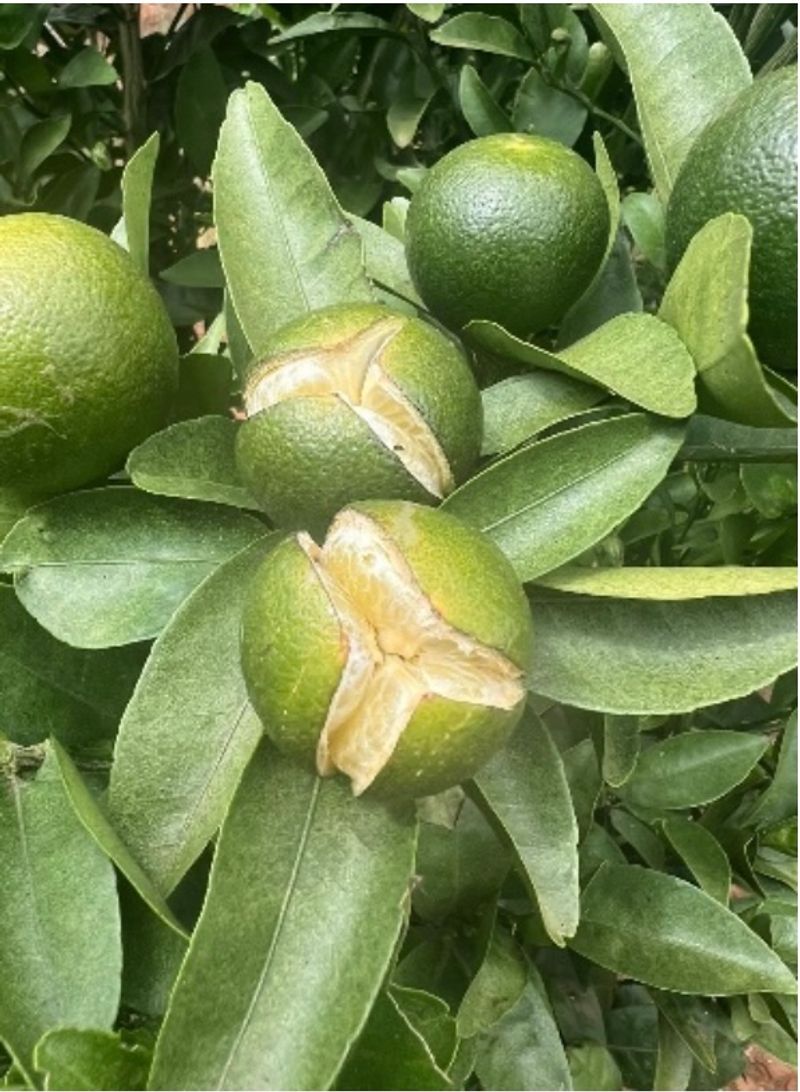 Some Citrus Varieties Split More Easily Than Others Some Citrus Varieties Split More Easily Than Others