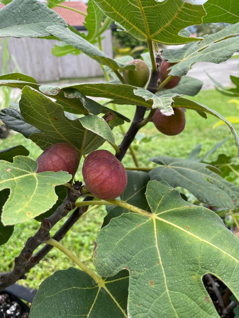 Some Fig Varieties Need More Time To Ripen Some Fig Varieties Need More Time To Ripen