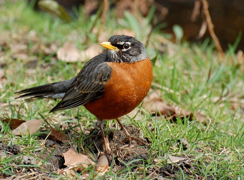 Some Ground-Foraging Birds Do Eat Ticks