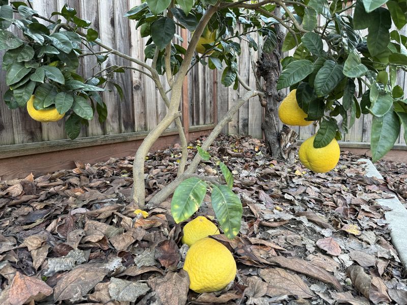 Some June Fruit Drop Is Completely Normal