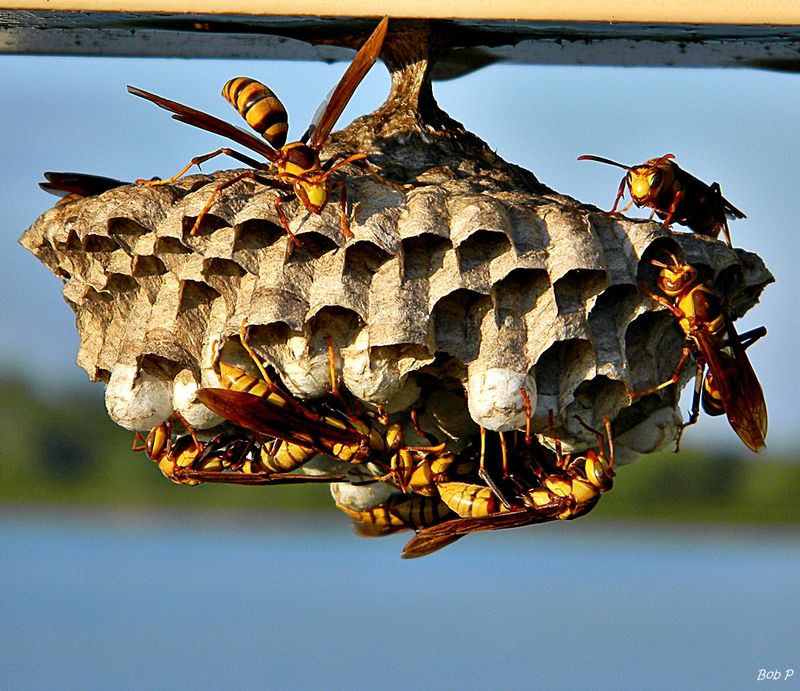 Some Nests May Be Better Left Alone