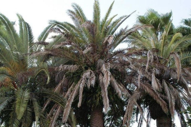 Some Palms Are More Vulnerable To Heat Damage Some Palms Are More Vulnerable To Heat Damage