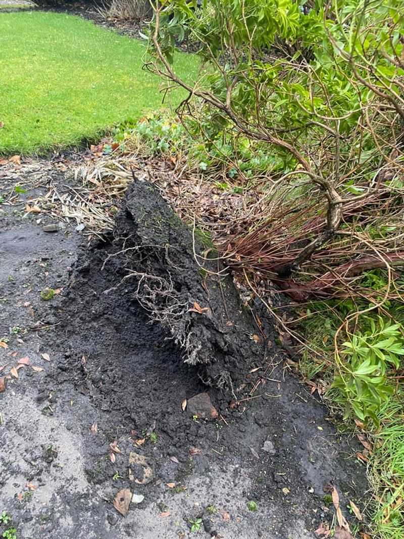 Some Plants Bounce Back Faster With A Little Targeted Support Some Plants Bounce Back Faster With A Little Targeted Support