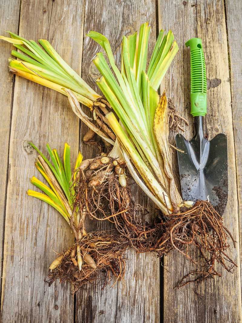 Some Plants Give More Free Starts Than Others