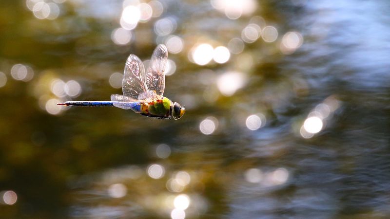 Some Species Move Through In Seasonal Flights Some Species Move Through In Seasonal Flights