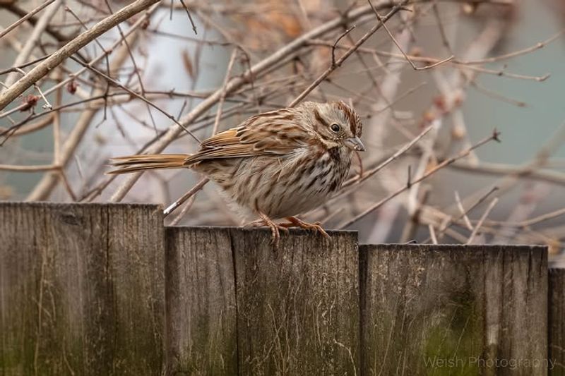 Song Sparrows Sing From Fences And Thickets