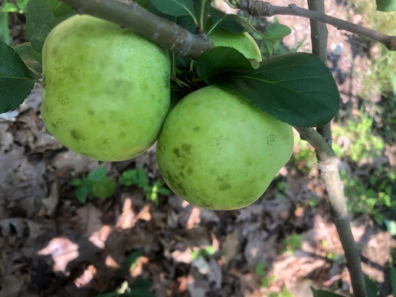 Sooty Blotch Makes Apples Look Dirty Before Harvest Sooty Blotch Makes Apples Look Dirty Before Harvest