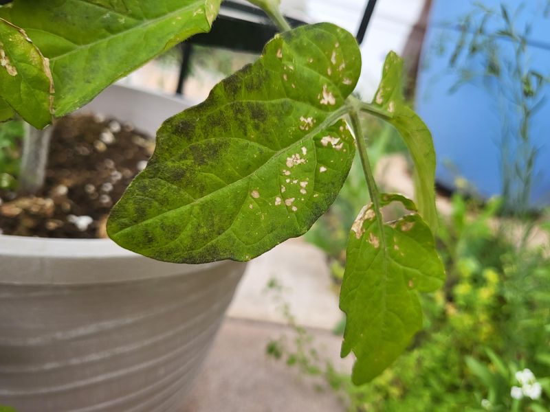 Sooty Mold Follows Sticky Whitefly Feeding