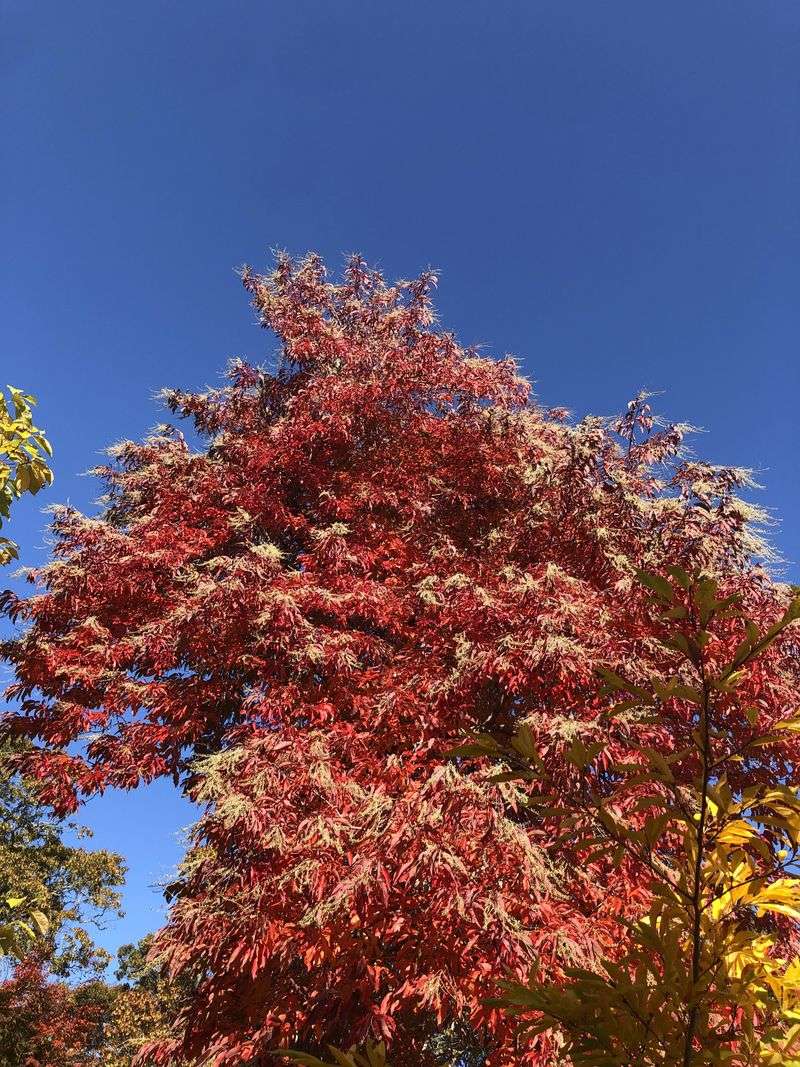 Sourwood Brings Summer Flowers And Fiery Fall Color Sourwood Brings Summer Flowers And Fiery Fall Color