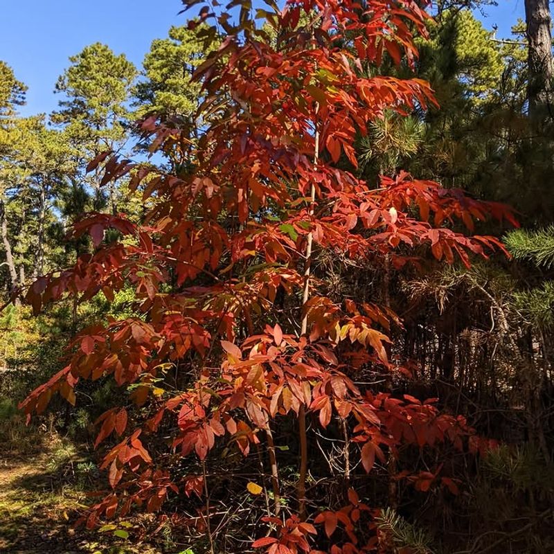 Sourwood Sourwood