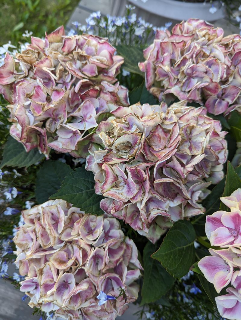 South And West Walls Can Be Too Hot For Bigleaf Hydrangeas