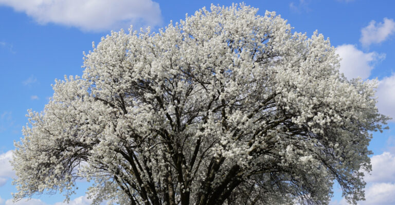 South Carolina Homeowners Are Being Urged To Remove This Fast-Growing Invasive Tree