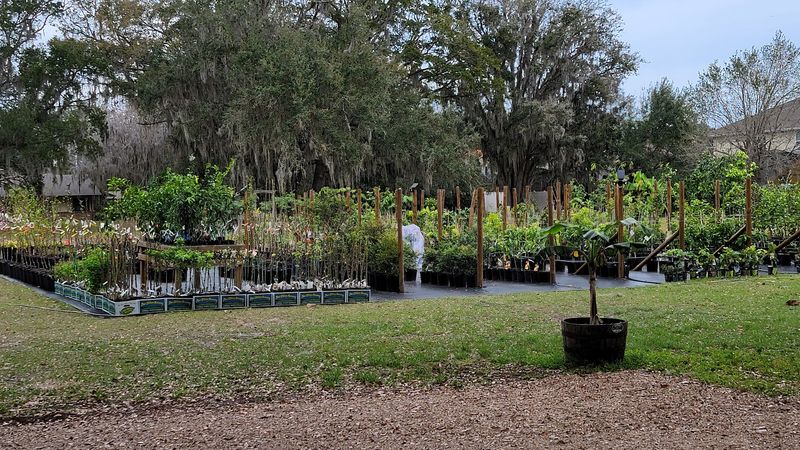 South Eden Edible Nursery Brings Rare Fruit Trees To Central Florida
