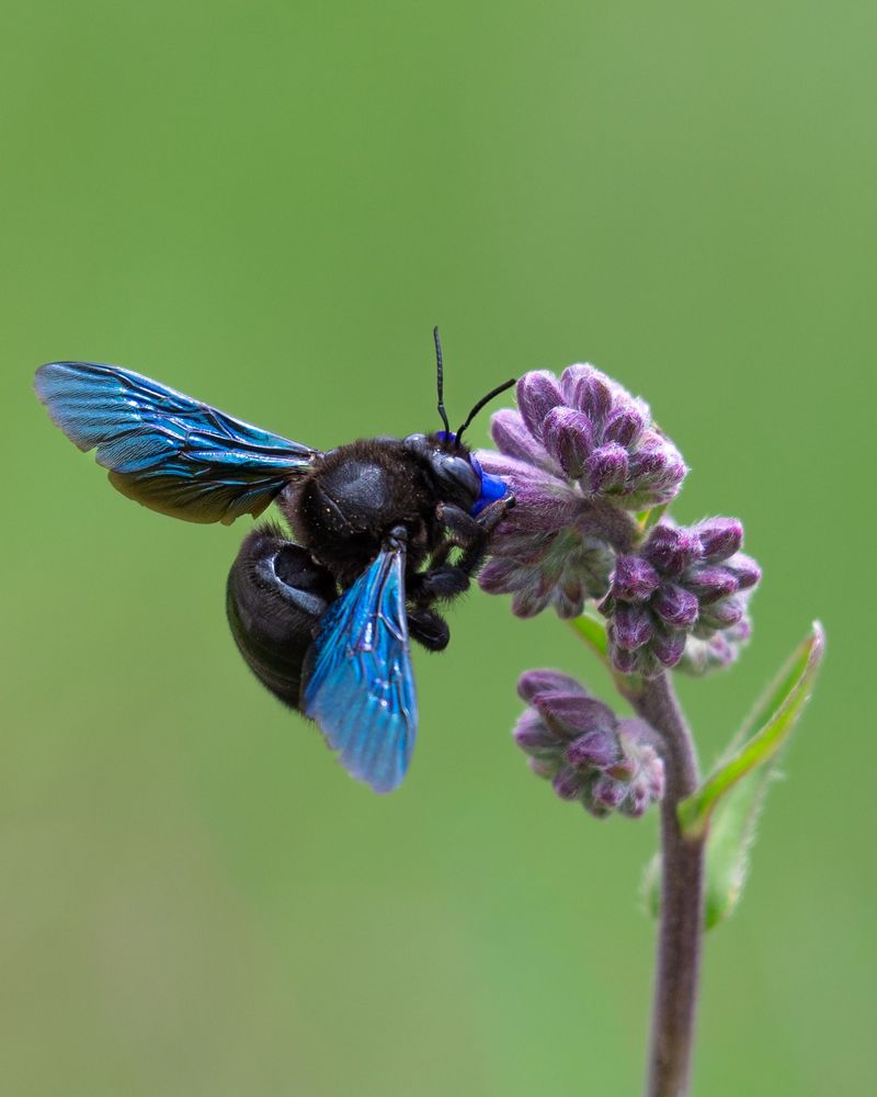 South-Facing Porch Boards Wake Up Carpenter Bees Weeks Early South-Facing Porch Boards Wake Up Carpenter Bees Weeks Early