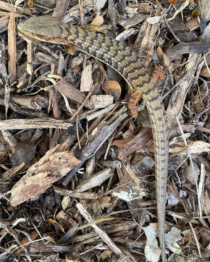 Southern Alligator Lizards Look Scary But Help The Garden